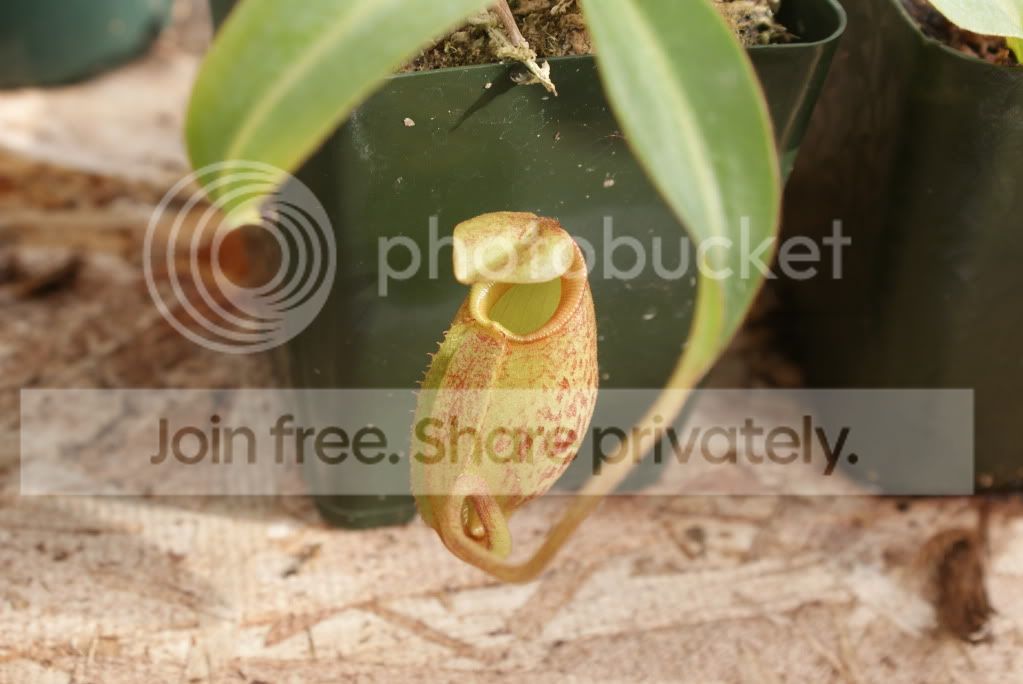 nepenthes1003.jpg