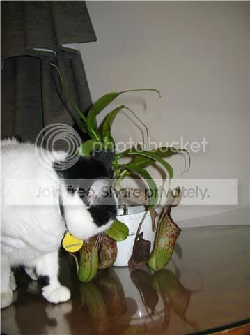 RedLeopard02.jpg