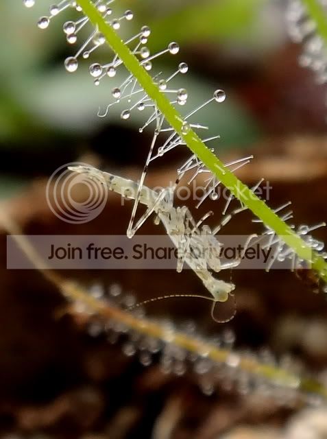 byblis_lamellata_mantis.jpg