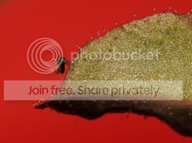 stylidium_semipartitum_prey3_zps8cd98017.jpg