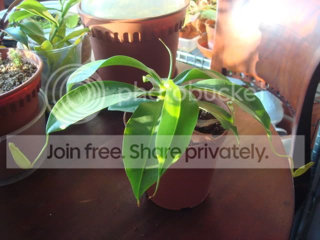 northiana_plant2.jpg
