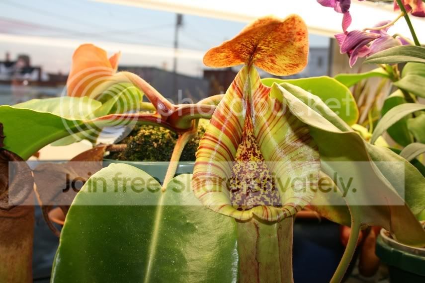 truncata2-1.jpg