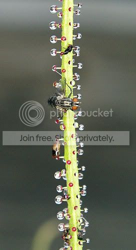 DpineFly.jpg