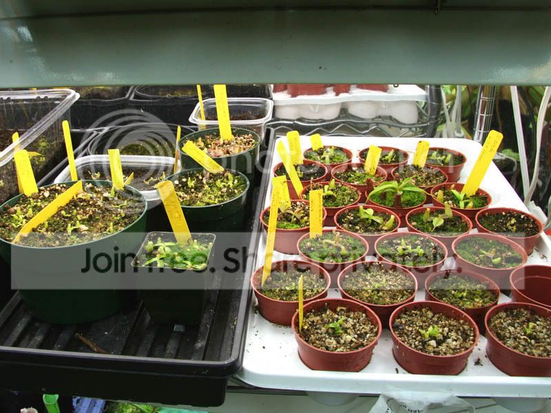 seedlings1.jpg