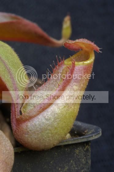 Anamensis.jpg