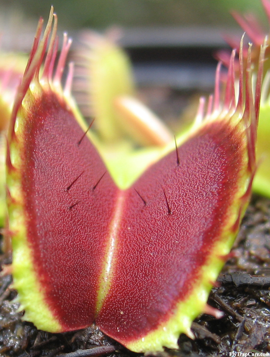 VFT_high_resolution_trigger_haris2.JPG
