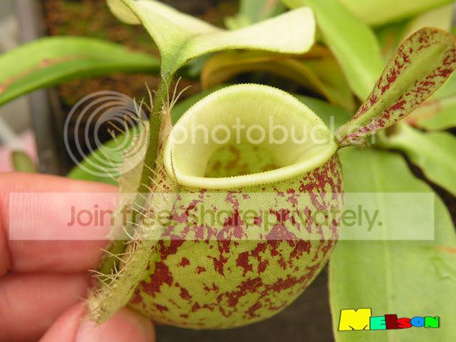 ampVariegata02.jpg