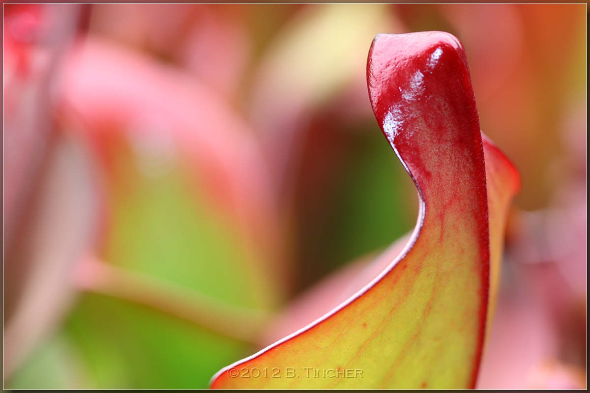 IMG_4959_hf.jpg