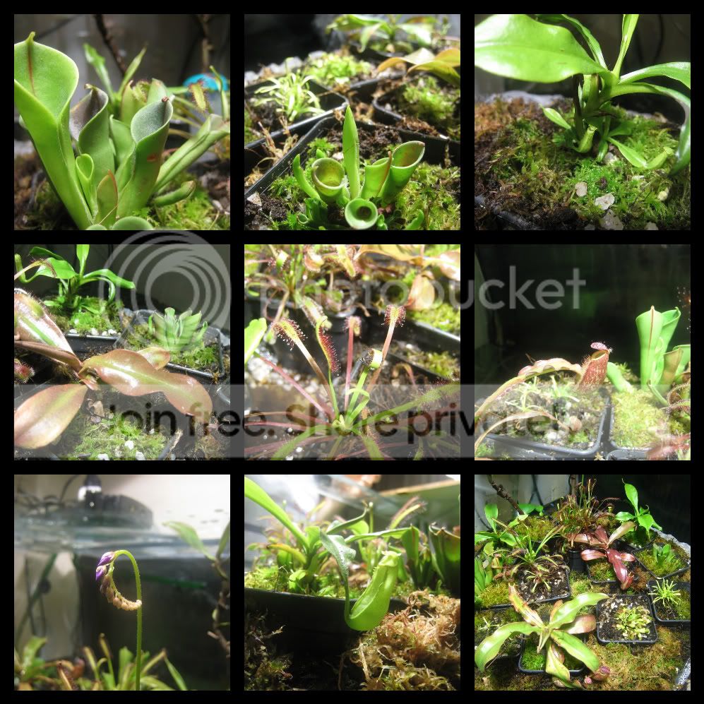 91LushGrowth-1.jpg