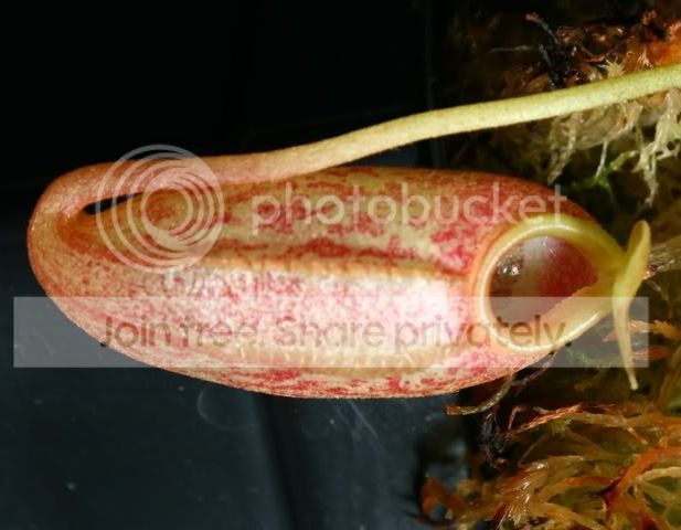 aristoxxventxtalang30075.jpg