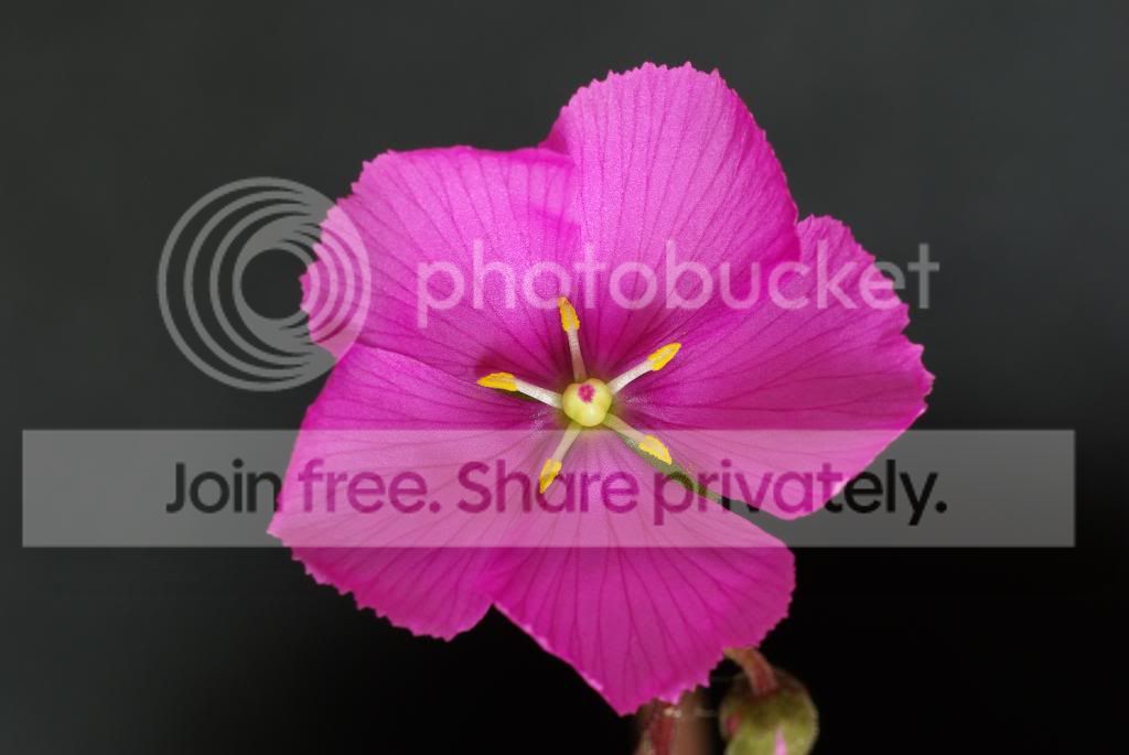 IMGP5386.jpg