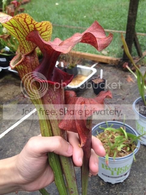 IMG_4246_zpswwzrjxpr.jpg