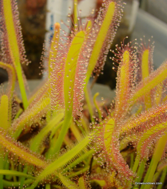 capensis_albino_hi.JPG