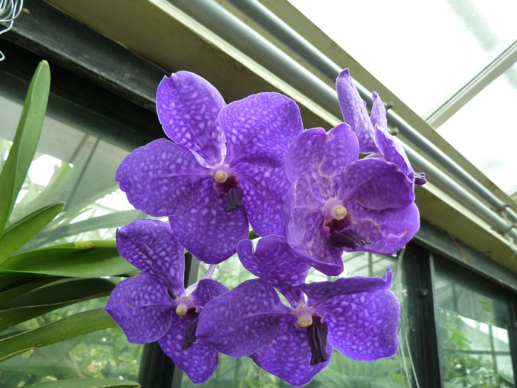 kewgardens300812071.jpg