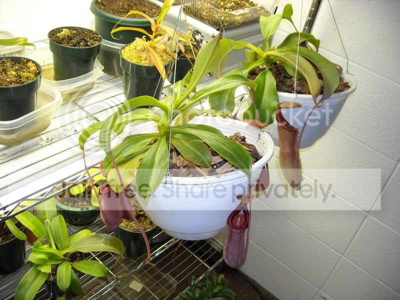 RepottingPics1.jpg