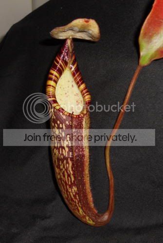 Nspectabillis02_1-23-11.jpg