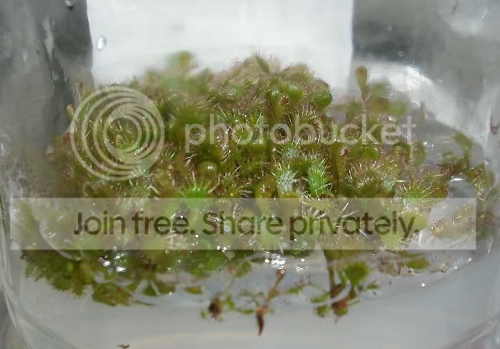 dtomentosavarglabrata.jpg