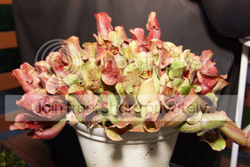 Spurpurea.jpg