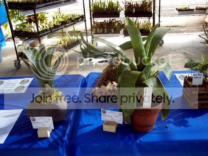 bromeliad.jpg
