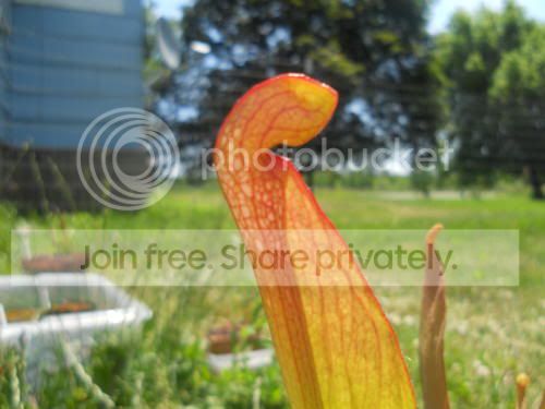SpestXminor_6-21-11.jpg