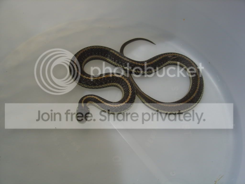 Ribbonsnake.jpg