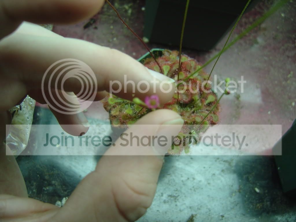 Droseraflowers008.jpg