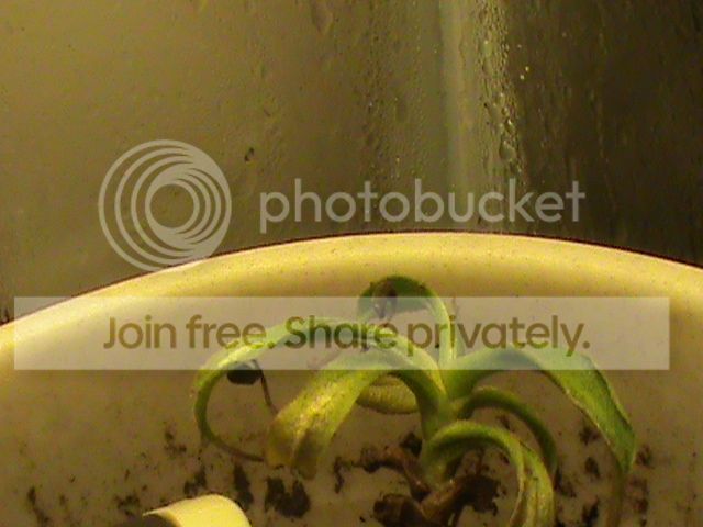 DSC00500_zps1bade062.jpg