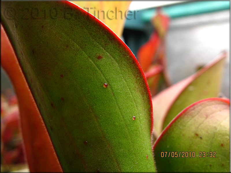 pitcher_nectar.jpg