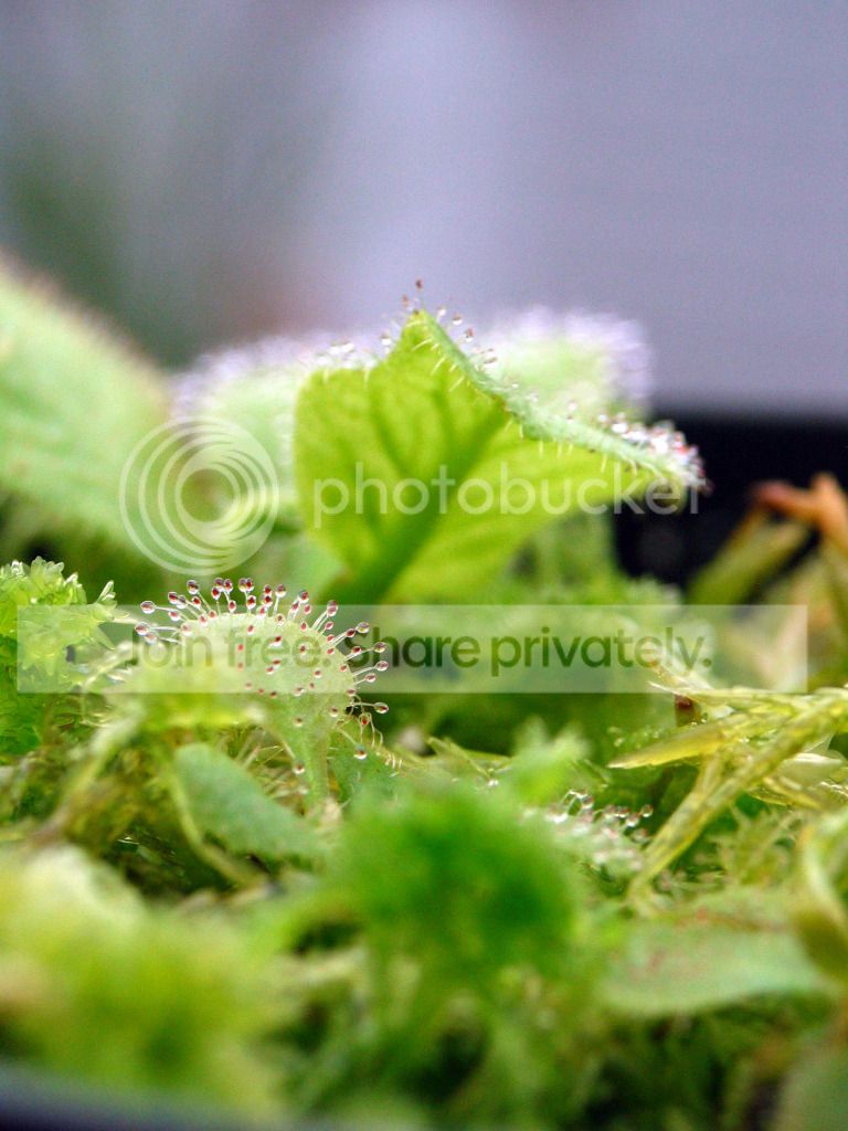 IMG_3009_zps5c28abc1.jpg
