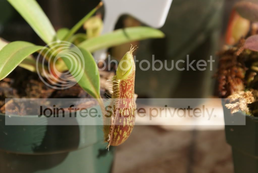 nepenthes1010.jpg