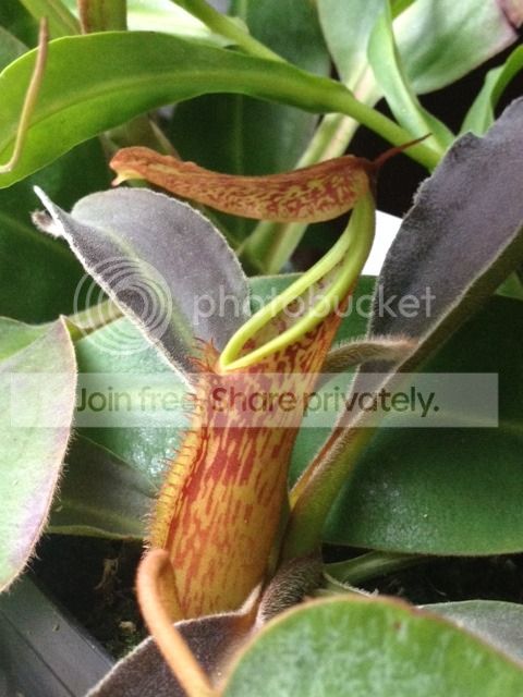 IMG_4961_zpsek6dgtis.jpg
