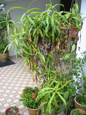 z20251479.jpg