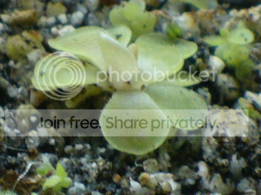 Phoyos037.jpg