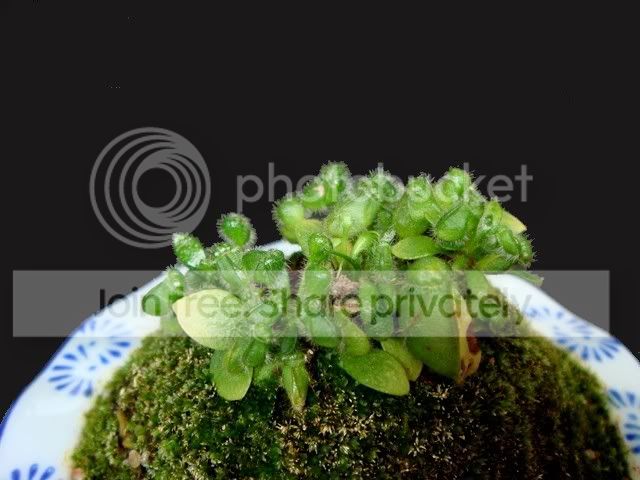 ceph_ceramic1_plant1.jpg