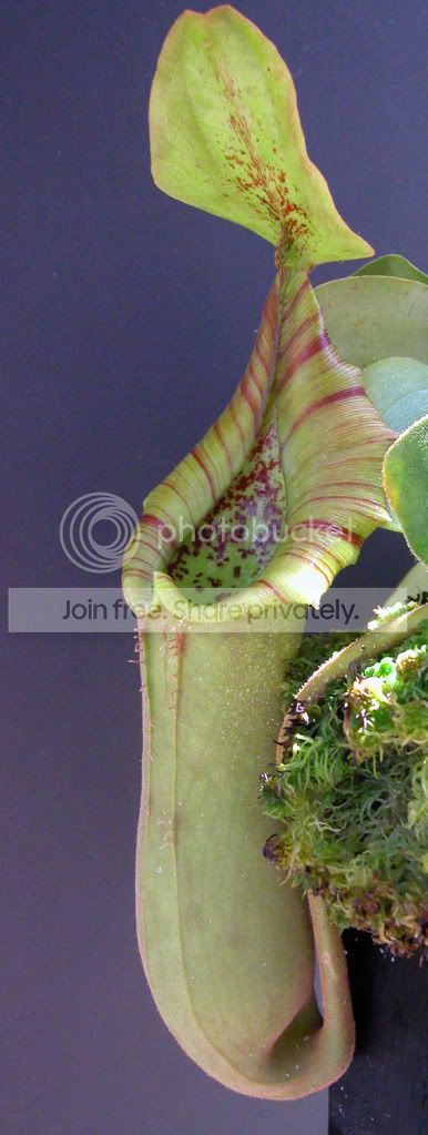 TRUNCATA-2.jpg