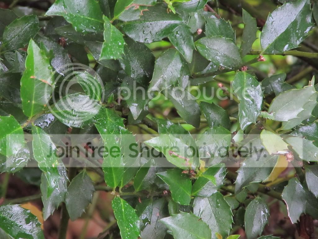 IMG_4336.jpg