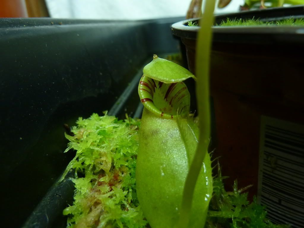 plantsjan142012023.jpg