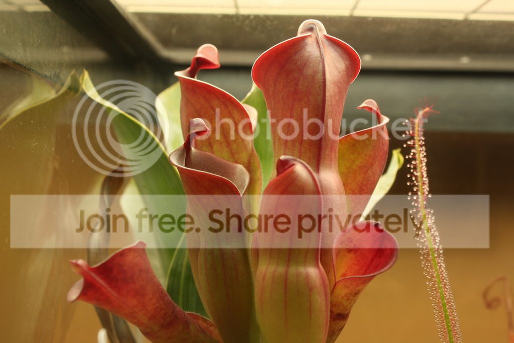 IMG_2143_zpsacmuqchh.jpg