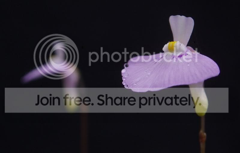Uuniflora3-4s100510RS.jpg
