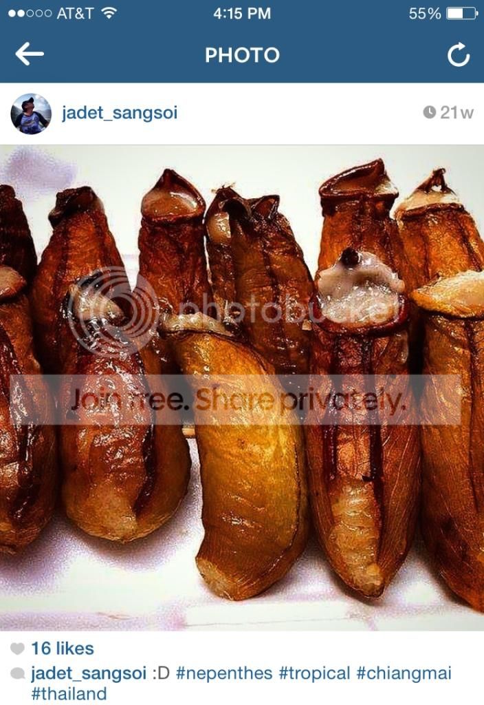 IMG_0096_zpssak4xpzd.jpg