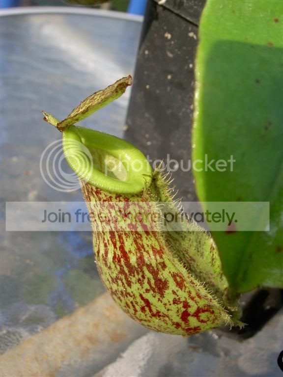Nepenthesxkuchingensisampullaria-1.jpg