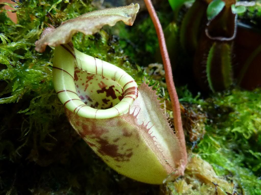 flowerstalkvft12102012039.jpg