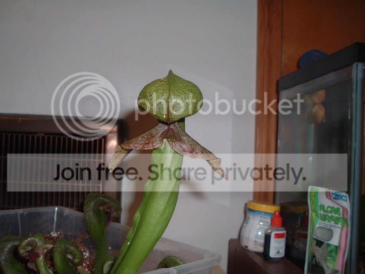 darlingtonia5.jpg