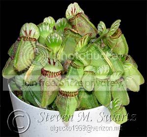Cfollicularis12_22_05.jpg