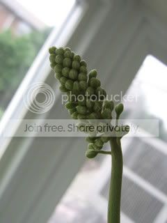 IMG_8834.jpg