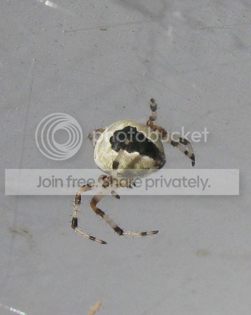 IMG_2696-spider.jpg