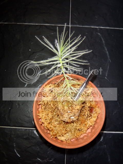 byblis_guehoi_cutting_repotting1.jpg