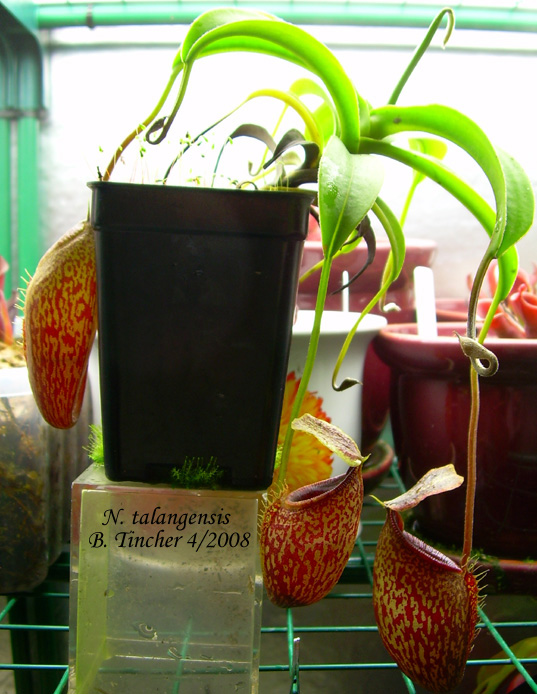 talanapril2008.jpg
