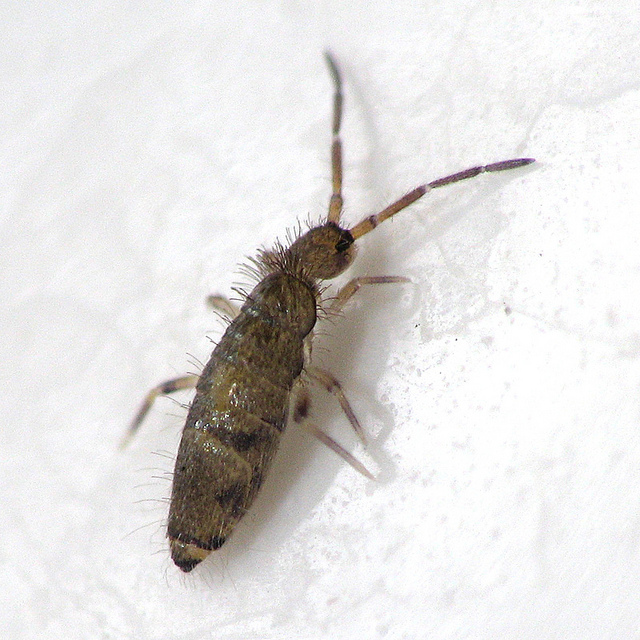 Peter_Giang_-_Springtail.jpg