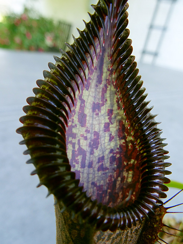 nepenthes-singalana-x-hamata-peristome.jpg
